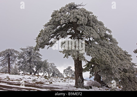 Nero antica foresta di pini Pinus nigra ssp pallasiana nella neve e nebbia di congelamento in alto i Monti Troodos greca di Cipro Sud Foto Stock