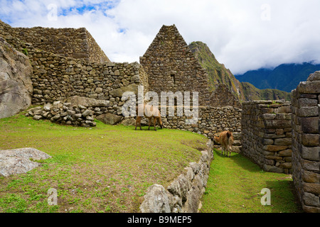 Llama a Machu Picchu Foto Stock