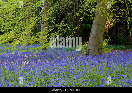 Bluebells realizzare un tappeto di colore blu in Thorpe Perrow Arboretum. Foto Stock