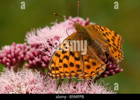 Butterfly, Alta Brown Fritillary, Argynnis adippe mostra macro dettagliata colpo d'ala pattern mentre l'alimentazione sulla canapa agrimonia Foto Stock