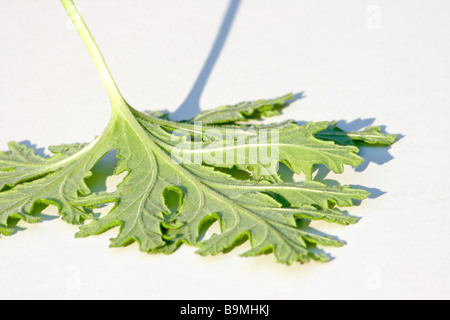 Rose foglie di geranio Foto Stock