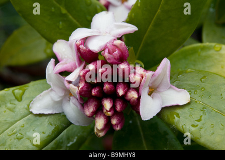 Daphne Odora Inverno Daphne nel marzo pioggia con boccioli e fiori aperti, Shimosuwa, Nagano, Giappone Foto Stock