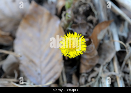 Coltsfoot Tussilago farfara o tosse dispeller bloom emergente da un decadimento di foglie di faggio in primavera Foto Stock