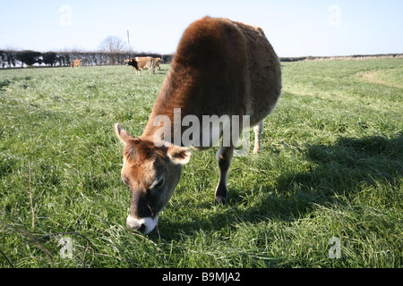 Un jersey mucca pascolare in un campo Foto Stock