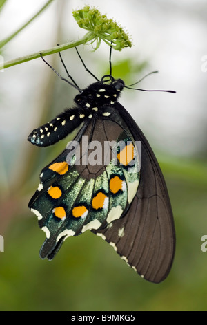 Immagine macro di farfalla sul fiore - Mount Mitchell State Park, NC Foto Stock