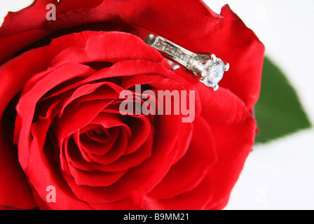 Un anello di fidanzamento in una rosa rossa,a significare una proposta di matrimonio. Foto Stock