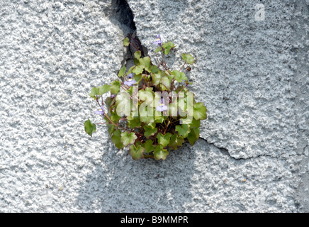 Un impianto di edera-lasciava Toadflax (Cymbalaria muralis) cresce da una cricca in un dipinto di bianco di parete in calcestruzzo. Foto Stock