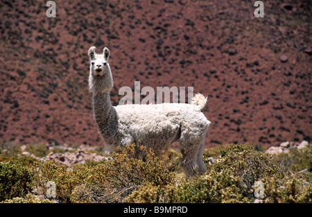 Il Cile, Tarapaca regione, provincia di Parinacota, Lauca National Park, classificato Riserva della Biosfera dall'UNESCO, llama Foto Stock