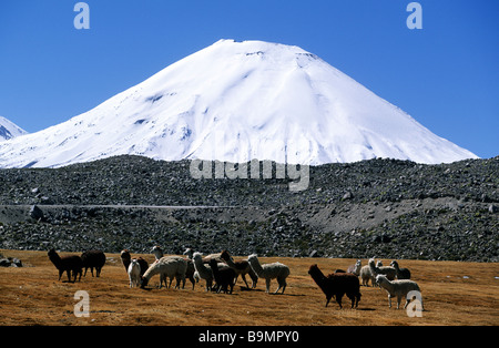 Il Cile, Tarapaca regione, provincia di Parinacota, Lauca National Park, classificato mondo Biosfera dall'UNESCO, llama e Painacota Foto Stock