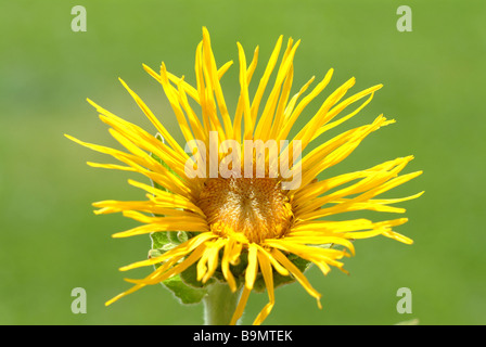 Sbocciano i fiori della pianta medicinale Alant enula Inula helenium Foto Stock