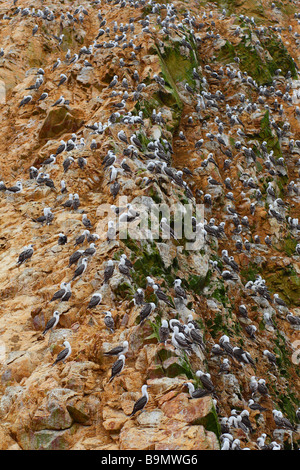 La fauna selvatica su Islas Ballestas in Perù Paracas Parco naturale Foto Stock