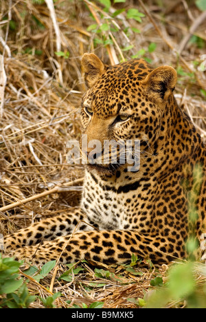 Il Senegal, regione di Tambacounda, Niokolo Koba Parco Nazionale, classificato come patrimonio mondiale dall' UNESCO e riserva della biosfera di Leopard Foto Stock