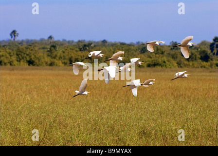 Il Senegal, regione di Tambacounda, Niokolo Koba Parco Nazionale, classificato come patrimonio mondiale dall' UNESCO e riserva della biosfera, garzette Foto Stock