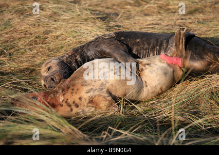 Grigio atlantico Bull cercando di tenuta per il montaggio di vacca femmina ad accoppiarsi Halichoerus grypus Donna Nook Riserva Naturale Lincolnshire England Regno Unito Foto Stock