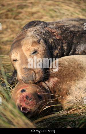 Grigio atlantico Bull cercando di tenuta per il montaggio di vacca femmina ad accoppiarsi Halichoerus grypus Donna Nook Riserva Naturale Lincolnshire England Regno Unito Foto Stock