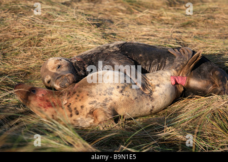 Grigio atlantico Bull cercando di tenuta per il montaggio di vacca femmina ad accoppiarsi Halichoerus grypus Donna Nook Riserva Naturale Lincolnshire England Regno Unito Foto Stock