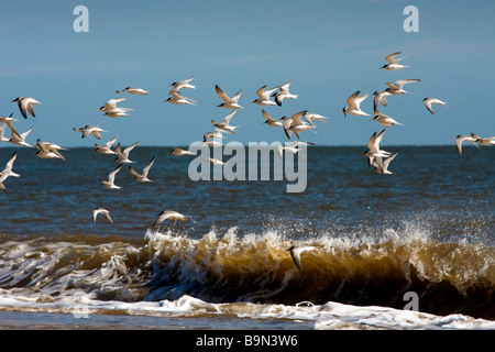 Poco Sterne (sternula albifrons) volare lungo la spiaggia di Winterton-on-Sea Norfolk Foto Stock