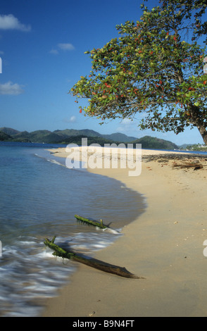 Mangrovie e spiaggia sulla costa caraibica, Isla grande, Provincia di Colon, Panama Foto Stock