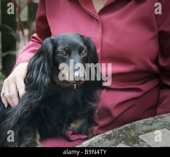 Adorabili e capelli lunghi cane dachschund Foto Stock