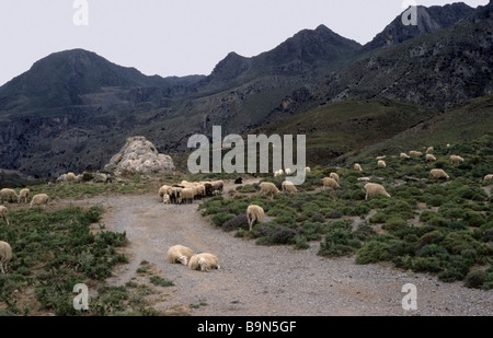 Vagabondaggio pecore Foto Stock