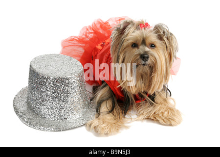 Un simpatico Yorkshire terrier vestito in un tutu per una performance di danza Foto Stock