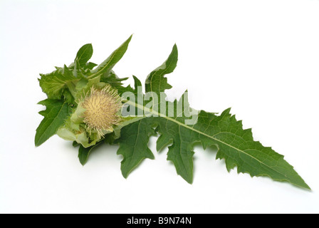 Pianta medicinale cavolo Thistle Kohldistel Cirsium oleraceum Foto Stock