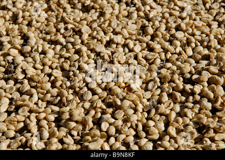 Recentemente raccolte Arabica Coffee beans di essiccazione al sole a un organico di piantagione di caffè Foto Stock