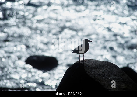 Gabbiano su roccia Foto Stock