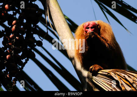 Rosso scimmia uakari Cacajao calvus ucayalii selvaggio fiume Yavari Perù Foto Stock