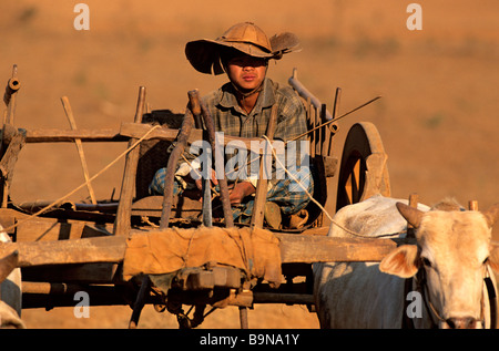 Myanmar (Birmania), di ritorno dai campi Foto Stock