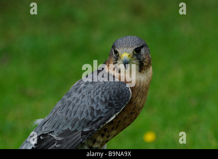 Un maschio di Merlin falcon Foto Stock