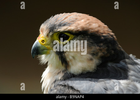 Lanario Foto Stock