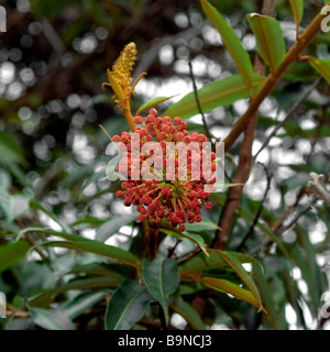 Fiore di Mabea fistulifera un Euphorbiaceae tree Feliciano Abdalla privato Riserva Nazionale Caratinga Minas Gerais Brasile Foto Stock