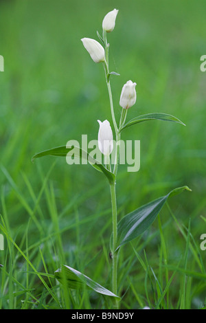 White Helleborine Cephalanthera damasonium Cephalanthera precedentemente latifolia SUSSEX REGNO UNITO Foto Stock