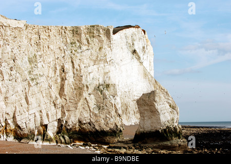 Le scogliere a Seaford testa che sono diventati casa per una delle più grandi colonie di kittiwakes in Gran Bretagna Marzo 2009 Foto Stock