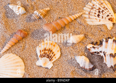 Studio foto di diverse conchiglie e lumache sono laiing sulla sabbia. Foto Stock