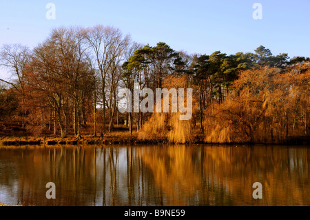 La riflessione di autunno alberi in Norfolk, Regno Unito Foto Stock