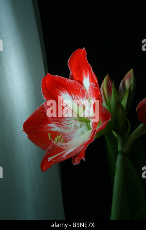 amaryllis rosso e bianco fioritura, primo piano Foto Stock