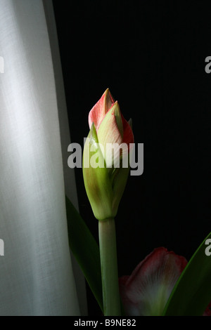 Fiore singolo amaryllis in germoglio, primo piano Foto Stock