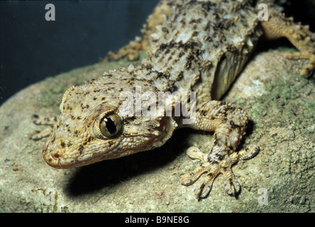 In stile moresco geco Tarentola mauritanica Foto Stock