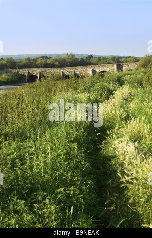 Un incolto sentiero lungo le rive del fiume Arun a ponte Greatham nel West Sussex. Foto Stock