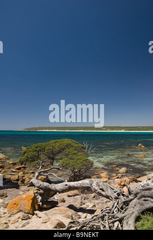 Inclinazione albero a Bunker Bay, Australia occidentale Foto Stock