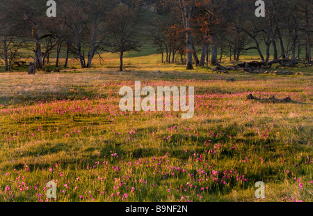 Un campo di erba vedova fiori di sunrise Foto Stock