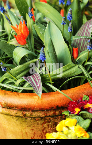 Un contenitore con tulipani rossi e blu giacinti d'uva Foto Stock
