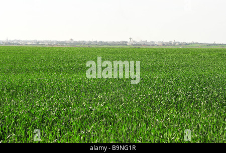 Israele nord del deserto del Negev Campo di grano la città Beduin di Rahat in background Foto Stock