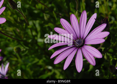 Daisy viola in un letto di fiori, Osteorspermum ecklonis Foto Stock