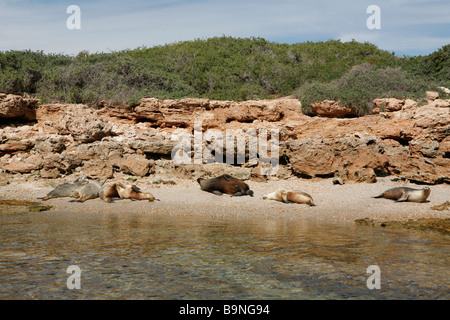 I leoni di mare sulla spiaggia: Baird Bay Ocean eco tour esperienza: nuoto selvaggio con i leoni marini e i delfini, Baird Bay, Australia del Sud Foto Stock