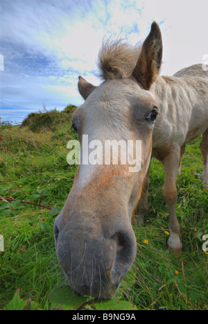 In prossimità della testa di cavalli Foto Stock