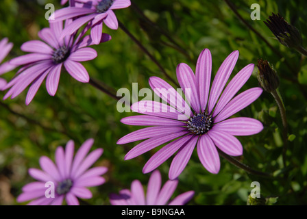 Letto di fiori di viola pedane., Osteorspermum ecklonis Foto Stock