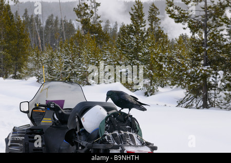 Raven desiderano acquistare spuntini fuori uno zaino su una motoslitta in inverno al Norris Geyser Basin Parco di Yellowstone Foto Stock